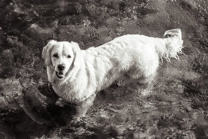 Happy Retriever by Deborah Revell. SKU 94359i. Archival Giclee Fine art print for wall decor.