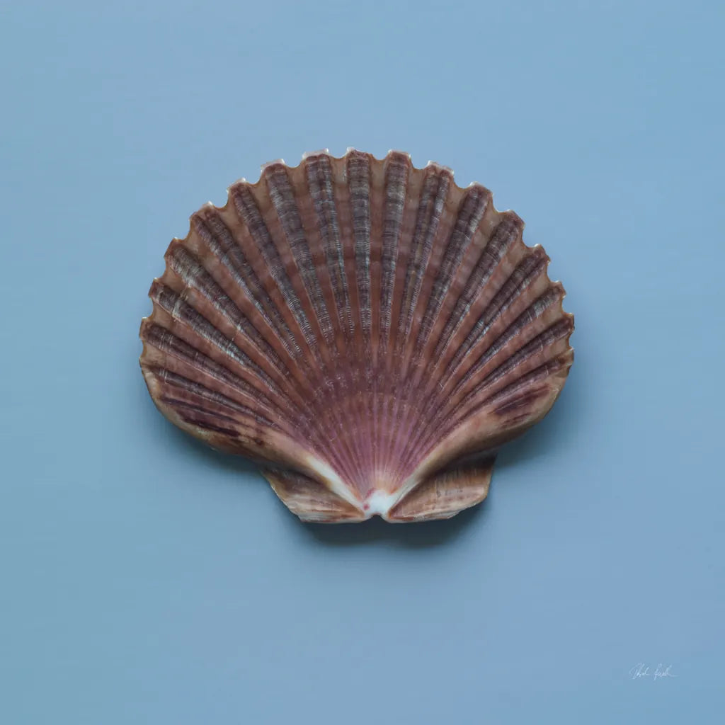 Hope Cove Shells I by Deborah Revell. SKU 96593a. Archival Giclee Fine art print for wall decor.