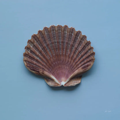 Hope Cove Shells I by Deborah Revell. SKU 96593a. Archival Giclee Fine art print for wall decor.