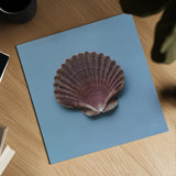 Hope Cove Shells I by Deborah Revell. Shown as a detailed flat fine art print, highlighting archival giclee quality. Available as an archival giclee rolled canvas, fine art paper, or poster print. SKU 96593a.
