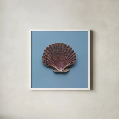 Hope Cove Shells I by Deborah Revell. Shown in a crisp white glass frame for a clean and minimalist style. Available as an archival giclee rolled canvas, fine art paper, or poster print. SKU 96593a.