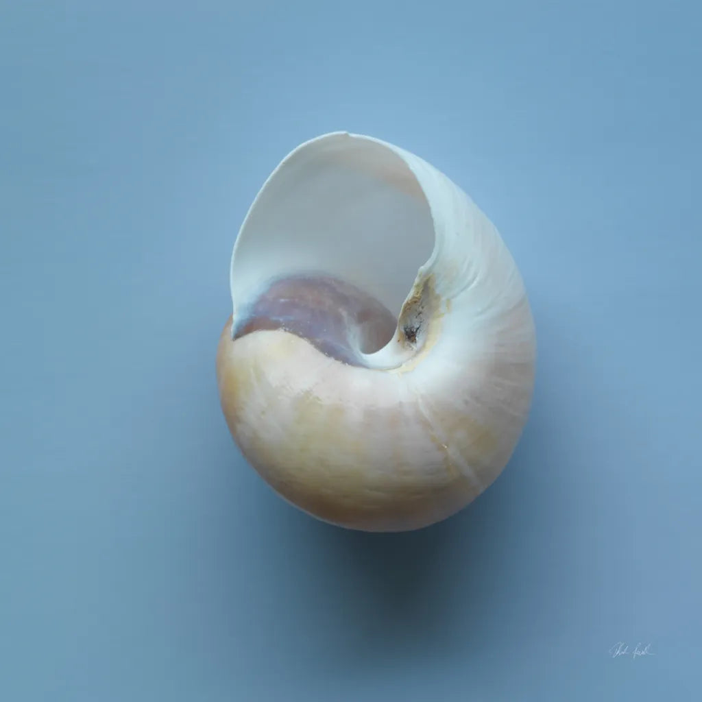 Hope Cove Shells II by Deborah Revell. SKU 96594a. Archival Giclee Fine art print for wall decor.