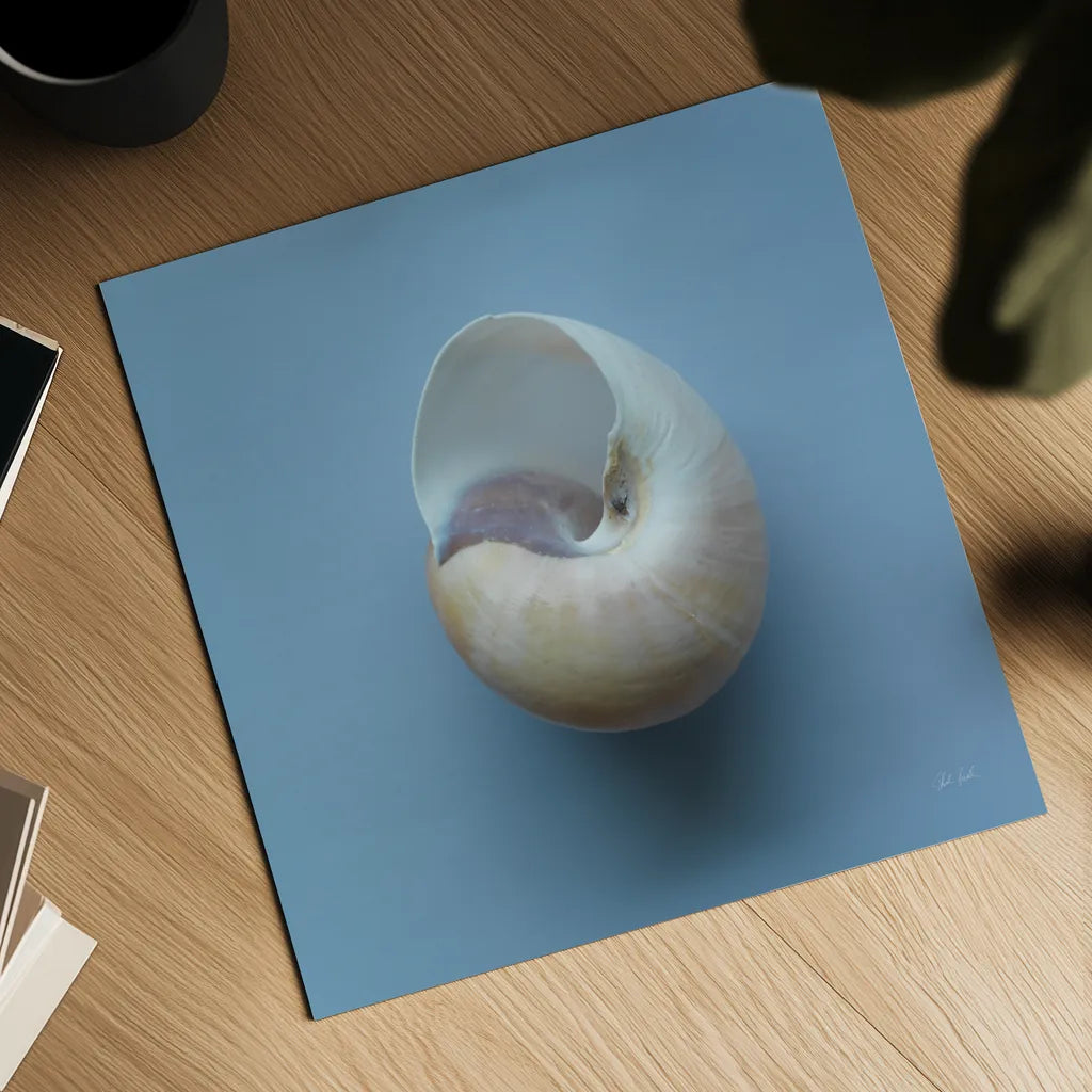 Hope Cove Shells II by Deborah Revell. Shown as a detailed flat fine art print, highlighting archival giclee quality. Available as an archival giclee rolled canvas, fine art paper, or poster print. SKU 96594a.