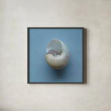 Hope Cove Shells II by Deborah Revell. Shown in a sleek black glass frame for a contemporary gallery look. Available as an archival giclee rolled canvas, fine art paper, or poster print. SKU 96594a.