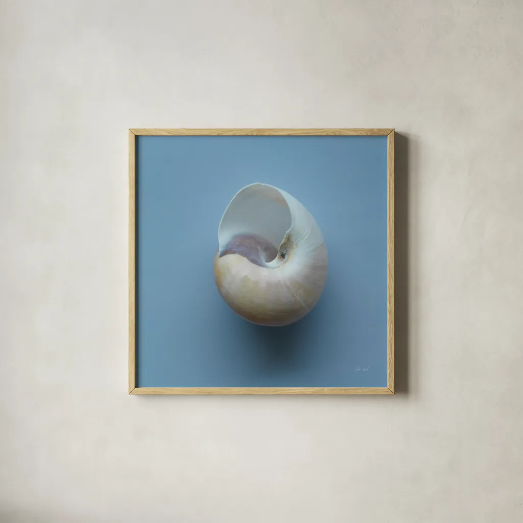 Hope Cove Shells II by Deborah Revell. Shown in a natural wood glass frame for a timeless modern aesthetic. Available as an archival giclee rolled canvas, fine art paper, or poster print. SKU 96594a.