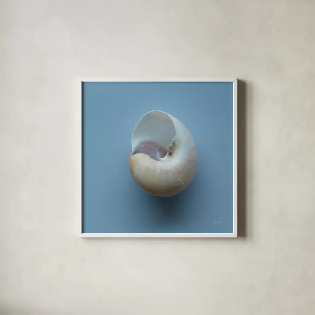 Hope Cove Shells II by Deborah Revell. Shown in a crisp white glass frame for a clean and minimalist style. Available as an archival giclee rolled canvas, fine art paper, or poster print. SKU 96594a.