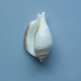Hope Cove Shells III by Deborah Revell. SKU 96595a. Archival Giclee Fine art print for wall decor.