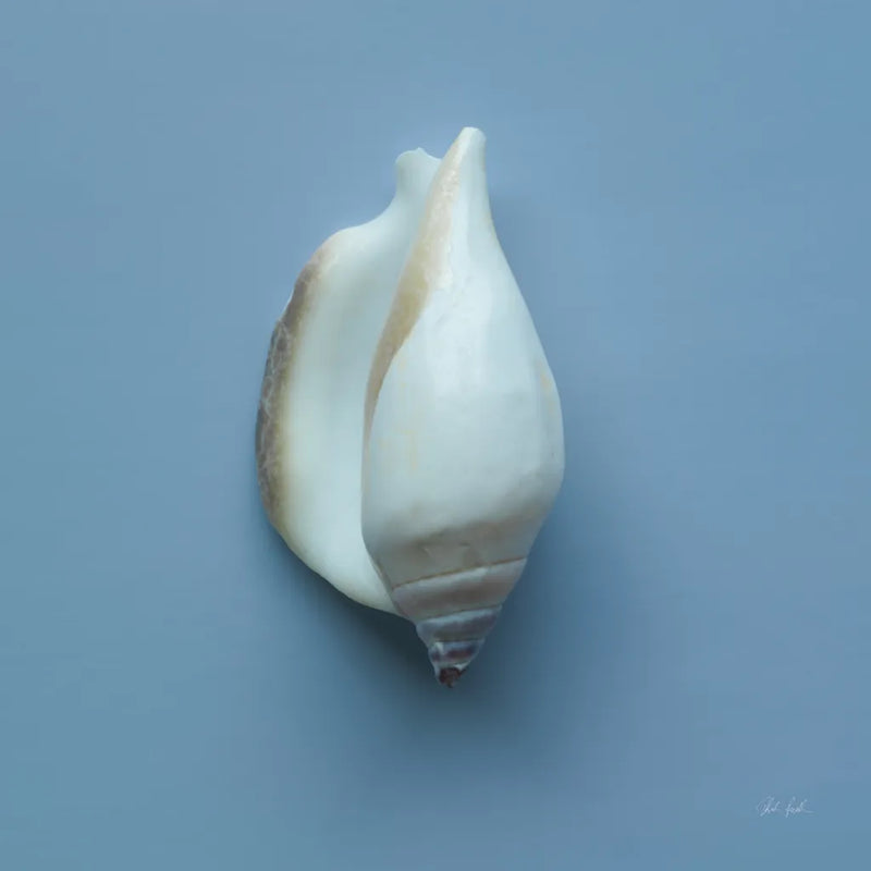 Hope Cove Shells III by Deborah Revell. SKU 96595a. Archival Giclee Fine art print for wall decor.