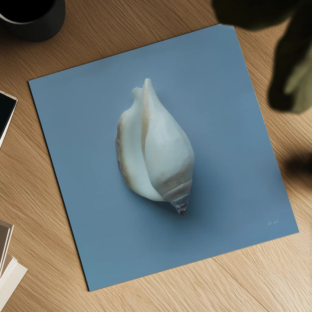 Hope Cove Shells III by Deborah Revell. Shown as a detailed flat fine art print, highlighting archival giclee quality. Available as an archival giclee rolled canvas, fine art paper, or poster print. SKU 96595a.