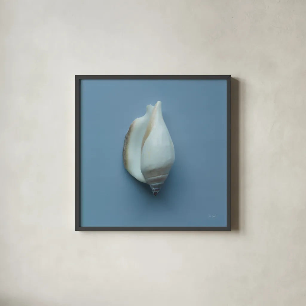Hope Cove Shells III by Deborah Revell. Shown in a sleek black glass frame for a contemporary gallery look. Available as an archival giclee rolled canvas, fine art paper, or poster print. SKU 96595a.