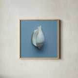 Hope Cove Shells III by Deborah Revell. Shown in a natural wood glass frame for a timeless modern aesthetic. Available as an archival giclee rolled canvas, fine art paper, or poster print. SKU 96595a.