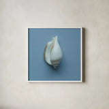 Hope Cove Shells III by Deborah Revell. Shown in a crisp white glass frame for a clean and minimalist style. Available as an archival giclee rolled canvas, fine art paper, or poster print. SKU 96595a.