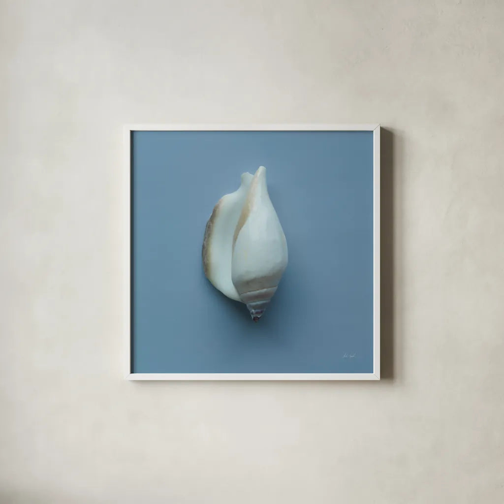 Hope Cove Shells III by Deborah Revell. Shown in a crisp white glass frame for a clean and minimalist style. Available as an archival giclee rolled canvas, fine art paper, or poster print. SKU 96595a.