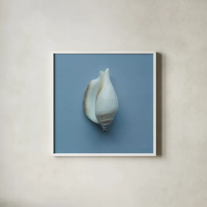 Hope Cove Shells III by Deborah Revell. Shown in a crisp white glass frame for a clean and minimalist style. Available as an archival giclee rolled canvas, fine art paper, or poster print. SKU 96595a.