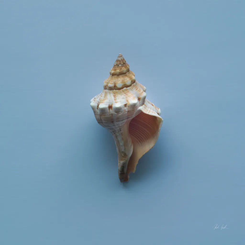 Hope Cove Shells IV by Deborah Revell. SKU 96596a. Archival Giclee Fine art print for wall decor.