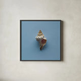 Hope Cove Shells IV by Deborah Revell. Shown in a sleek black glass frame for a contemporary gallery look. Available as an archival giclee rolled canvas, fine art paper, or poster print. SKU 96596a.