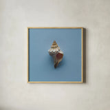 Hope Cove Shells IV by Deborah Revell. Shown in a natural wood glass frame for a timeless modern aesthetic. Available as an archival giclee rolled canvas, fine art paper, or poster print. SKU 96596a.