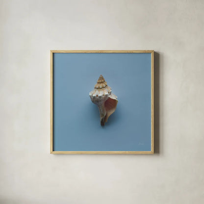 Hope Cove Shells IV by Deborah Revell. Shown in a natural wood glass frame for a timeless modern aesthetic. Available as an archival giclee rolled canvas, fine art paper, or poster print. SKU 96596a.