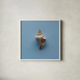 Hope Cove Shells IV by Deborah Revell. Shown in a crisp white glass frame for a clean and minimalist style. Available as an archival giclee rolled canvas, fine art paper, or poster print. SKU 96596a.