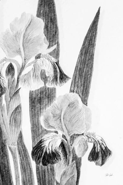 Illustrated Iris I by Deborah Revell. SKU 98138h. Archival Giclee Fine art print for wall decor.
