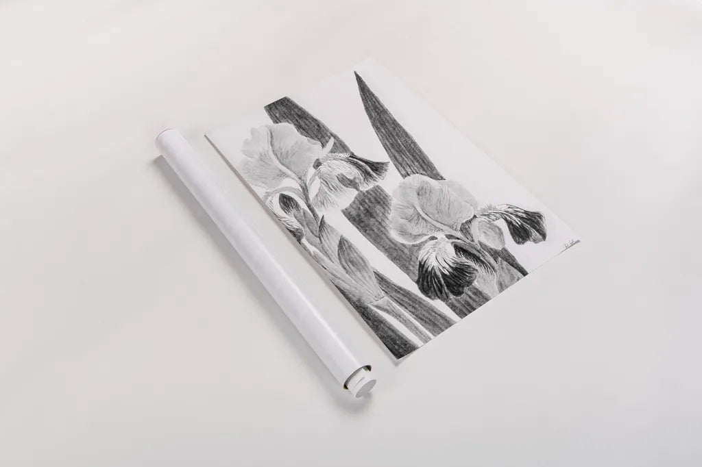 Illustrated Iris I by Deborah Revell. shown as a rolled paper print. Available as archival giclee rolled canvas, fine art paper, or poster print. SKU 98138h.