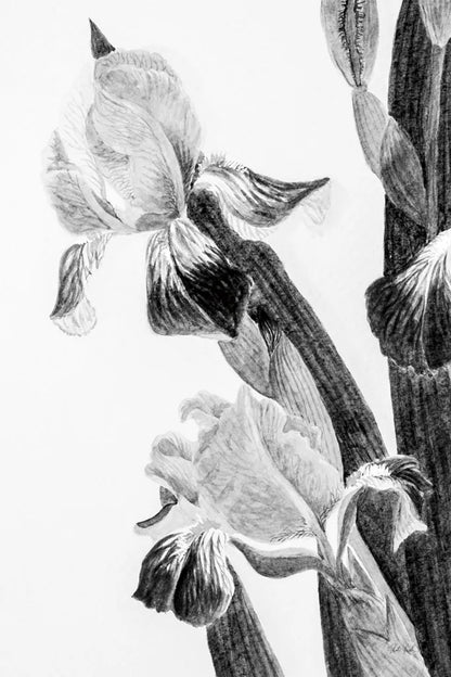 Illustrated Iris II by Deborah Revell. SKU 98139h. Archival Giclee Fine art print for wall decor.