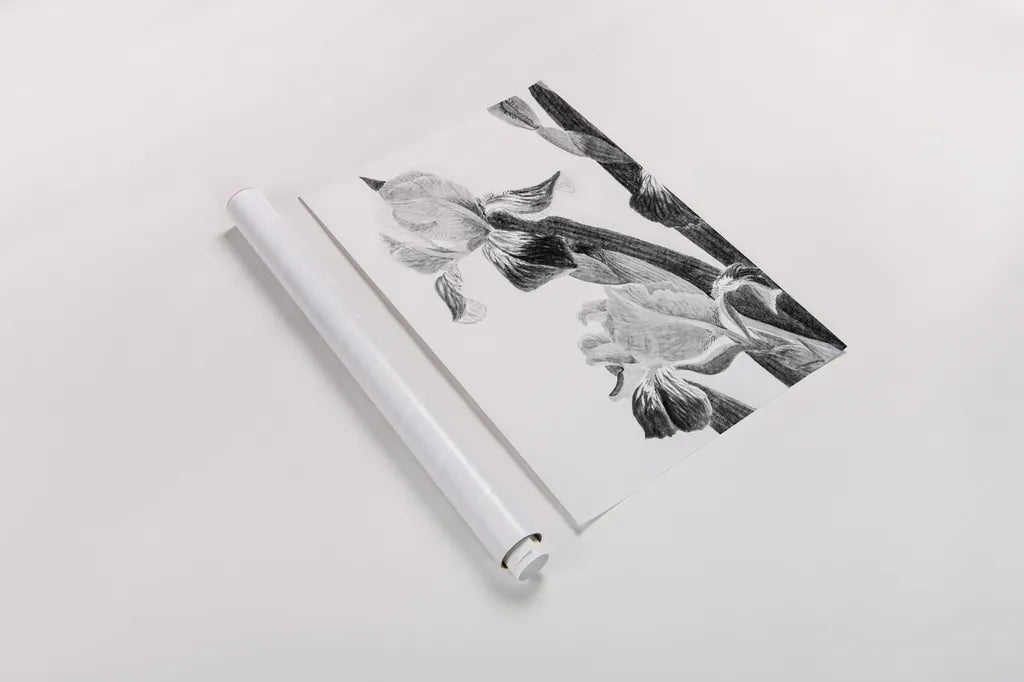 Illustrated Iris II by Deborah Revell. shown as a rolled paper print. Available as archival giclee rolled canvas, fine art paper, or poster print. SKU 98139h.