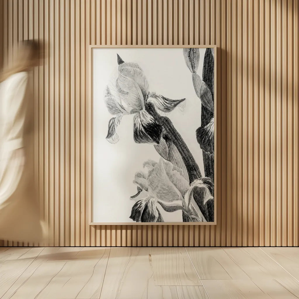 Illustrated Iris II by Deborah Revell. shown as over sized large wall art. Available as an archival giclee rolled canvas, fine art paper, or poster print. SKU 98139h.