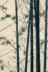 Japanese Bamboo I by Deborah Revell. SKU 100074h. Archival Giclee Fine art print for wall decor.
