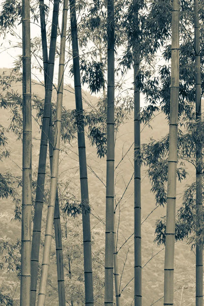 Japanese Bamboo II by Deborah Revell. SKU 100075h. Archival Giclee Fine art print for wall decor.