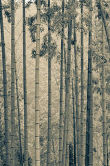 Japanese Bamboo III by Deborah Revell. SKU 100076h. Archival Giclee Fine art print for wall decor.