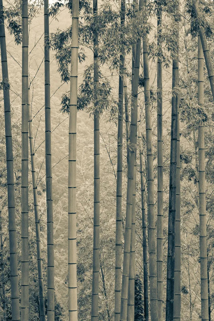 Japanese Bamboo III by Deborah Revell. SKU 100076h. Archival Giclee Fine art print for wall decor.