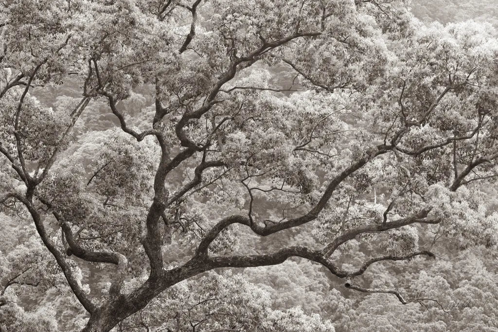 Koi no Ki by Deborah Revell. SKU 100051i. Archival Giclee Fine art print for wall decor.