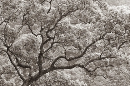 Koi no Ki by Deborah Revell. SKU 100051i. Archival Giclee Fine art print for wall decor.