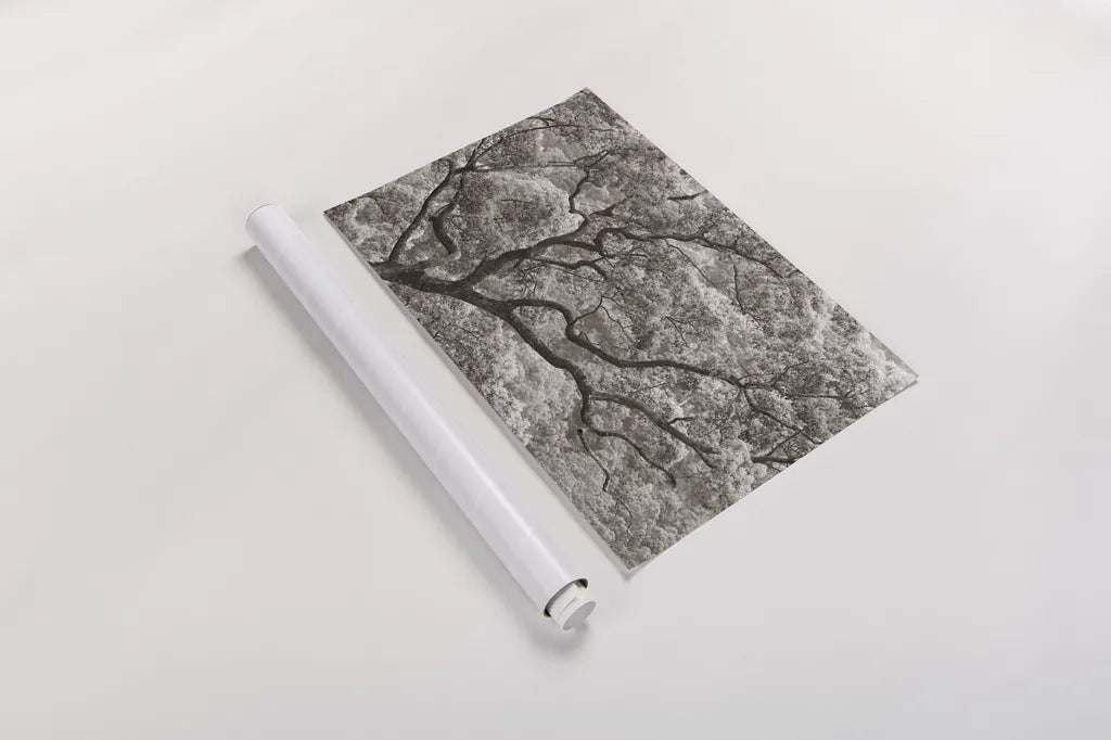 Koi no Ki by Deborah Revell. shown as a rolled paper print. Available as archival giclee rolled canvas, fine art paper, or poster print. SKU 100051i.