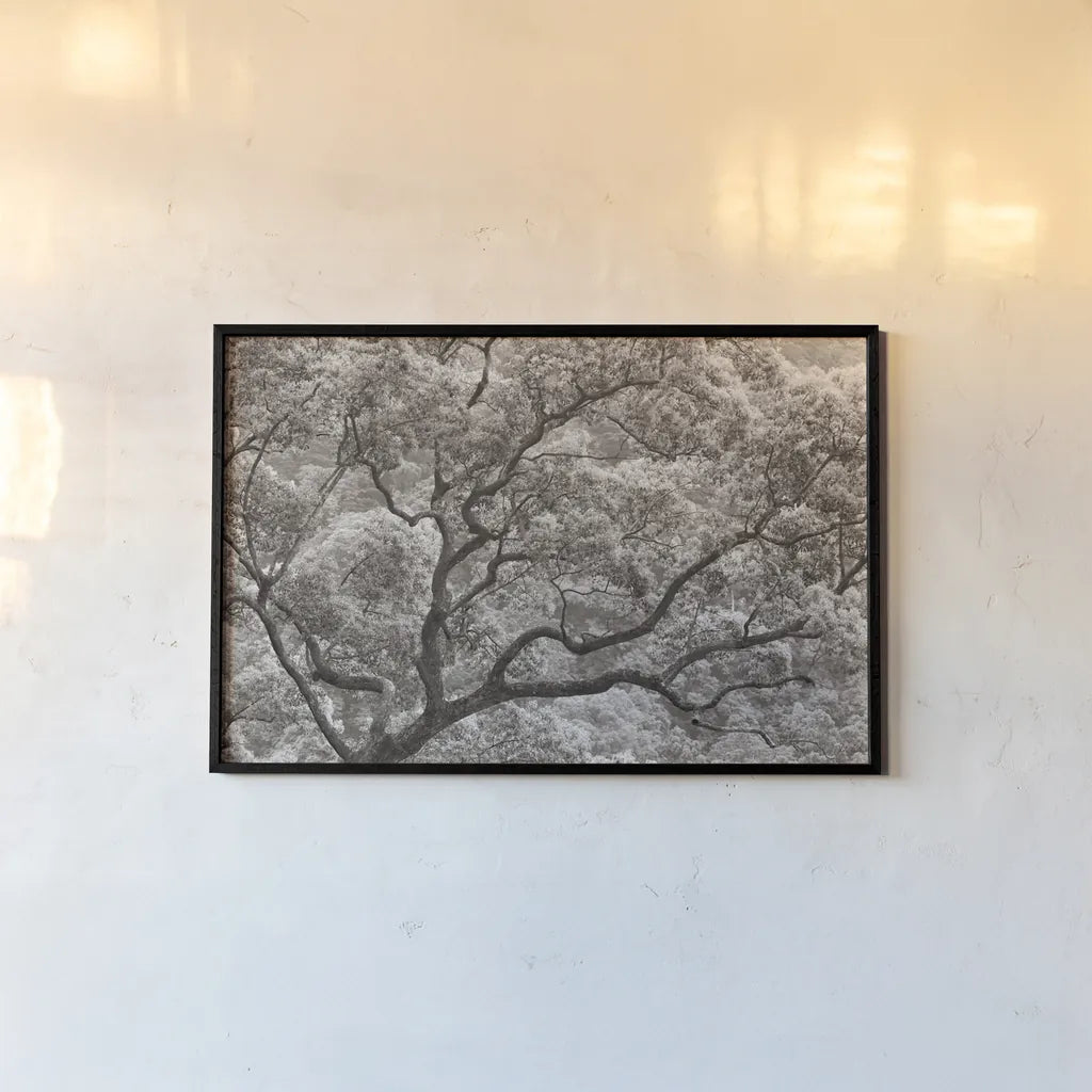 Koi no Ki by Deborah Revell. shown as a paper print in a black flame. Available as a archival giclee rolled canvas, fine art paper, or poster print. SKU 100051i.