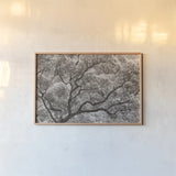 Koi no Ki by Deborah Revell. shown as a paper print in a natural frame. Available as a archival giclee rolled canvas, fine art paper, or poster print. SKU 100051i.