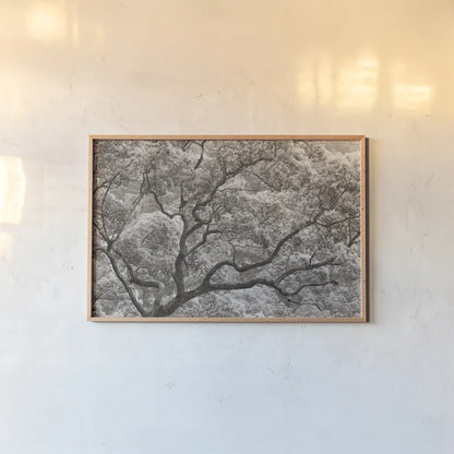 Koi no Ki by Deborah Revell. shown as a paper print in a natural frame. Available as a archival giclee rolled canvas, fine art paper, or poster print. SKU 100051i.