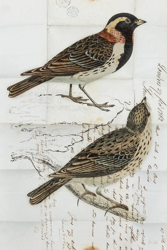 Lapland Bunting by Deborah Revell. SKU 101634h. Archival Giclee Fine art print for wall decor.