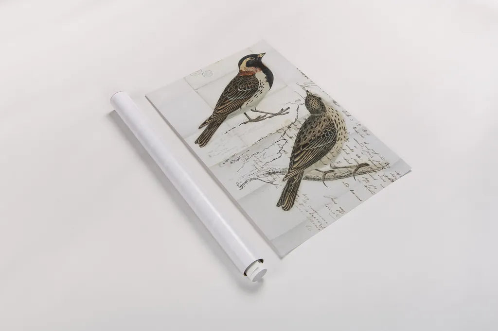 Lapland Bunting by Deborah Revell. shown as a rolled paper print. Available as archival giclee rolled canvas, fine art paper, or poster print. SKU 101634h.
