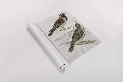 Lapland Bunting by Deborah Revell. shown as a rolled paper print. Available as archival giclee rolled canvas, fine art paper, or poster print. SKU 101634h.