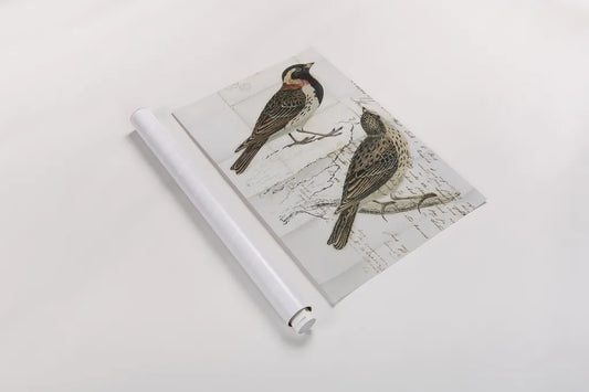 Lapland Bunting by Deborah Revell. shown as a rolled paper print. Available as archival giclee rolled canvas, fine art paper, or poster print. SKU 101634h.
