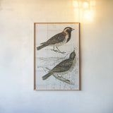 Lapland Bunting by Deborah Revell. shown as a paper print in a natural frame. Available as a archival giclee rolled canvas, fine art paper, or poster print. SKU 101634h.