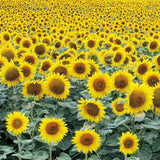 Le Loire Sunflower Field by Deborah Revell. SKU 96592a. Archival Giclee Fine art print for wall decor.