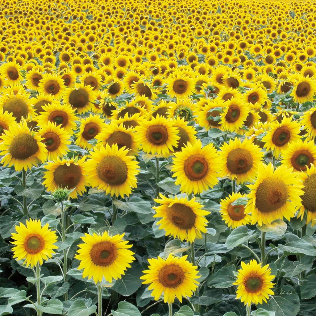 Le Loire Sunflower Field by Deborah Revell. SKU 96592a. Archival Giclee Fine art print for wall decor.