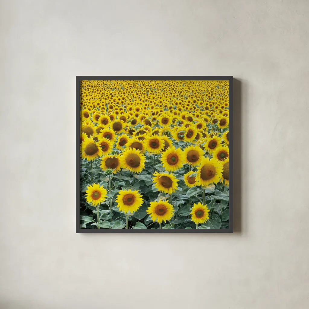 Le Loire Sunflower Field by Deborah Revell. Shown in a sleek black glass frame for a contemporary gallery look. Available as an archival giclee rolled canvas, fine art paper, or poster print. SKU 96592a.