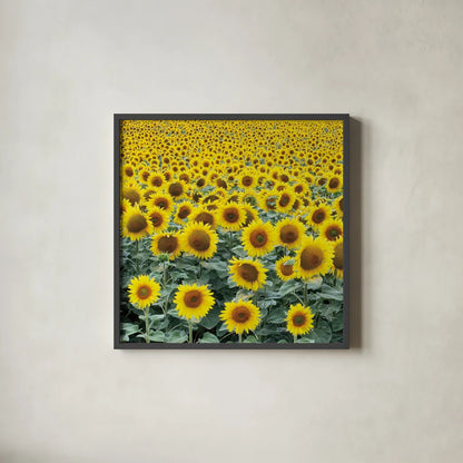 Le Loire Sunflower Field by Deborah Revell. Shown in a sleek black glass frame for a contemporary gallery look. Available as an archival giclee rolled canvas, fine art paper, or poster print. SKU 96592a.