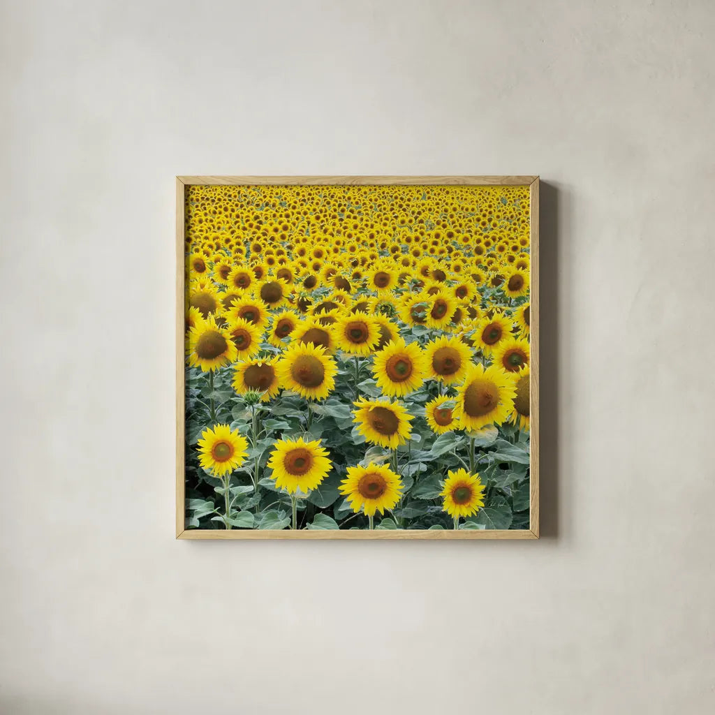 Le Loire Sunflower Field by Deborah Revell. Shown in a natural wood glass frame for a timeless modern aesthetic. Available as an archival giclee rolled canvas, fine art paper, or poster print. SKU 96592a.