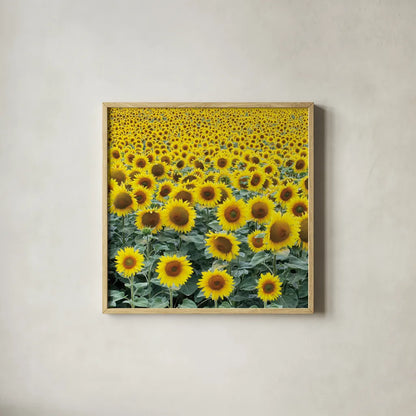 Le Loire Sunflower Field by Deborah Revell. Shown in a natural wood glass frame for a timeless modern aesthetic. Available as an archival giclee rolled canvas, fine art paper, or poster print. SKU 96592a.