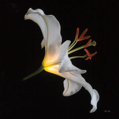 Lily Light Square by Deborah Revell. SKU 95329a. Archival Giclee Fine art print for wall decor.